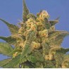 INDICA XXL · Sagarmatha Seeds · semi di canapa ·  Fem