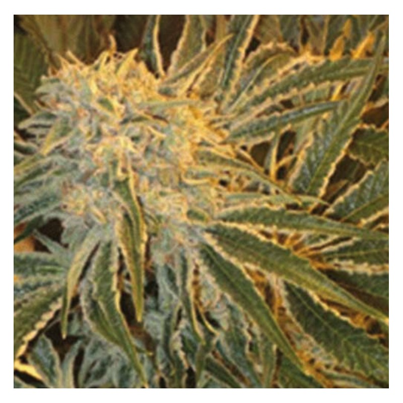 NORTHERN LIGHTS 9 · Sagarmatha Seeds · cannabis seeds · Fem