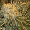 NORTHERN LIGHTS 9 · Sagarmatha Seeds · semi di canapa · Fem