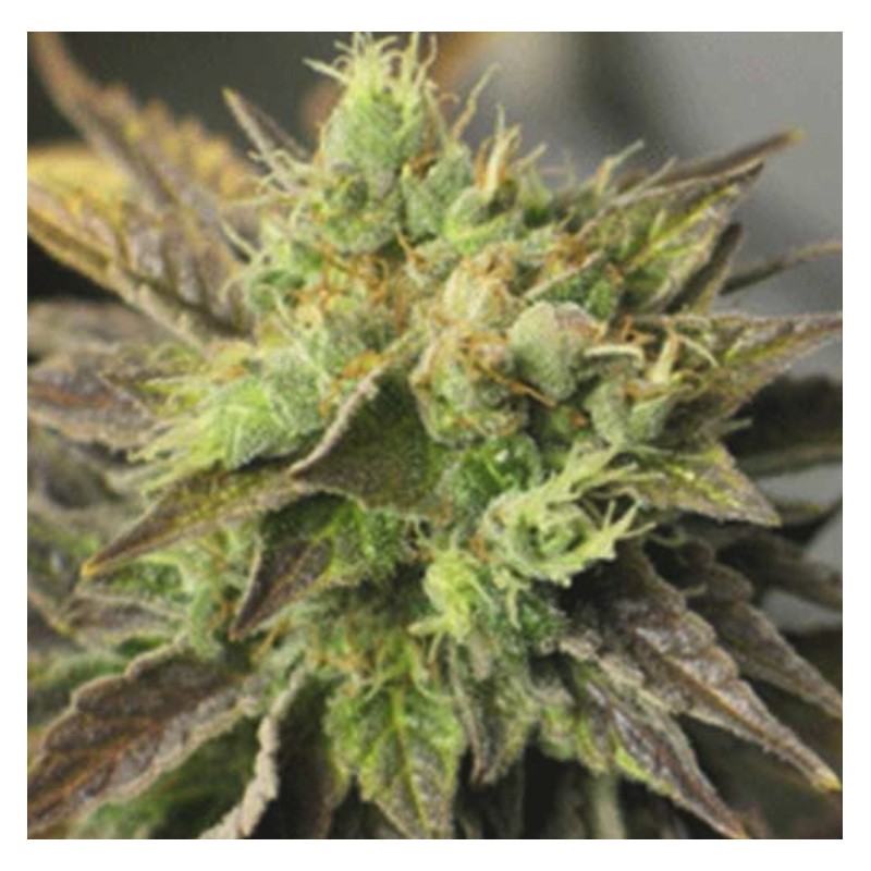 STRAWBERRY D-LITE · Sagarmatha Seeds · semi di canapa · Fem