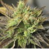 STRAWBERRY D-LITE · Sagarmatha Seeds · kenevir tohum · Disi · Fem
