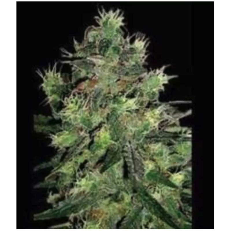 BLACK THUNDERFUCK · Sagarmatha Seeds · semi di canapa · Fem