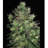 BLACK THUNDERFUCK · Sagarmatha Seeds · semi di canapa · Fem