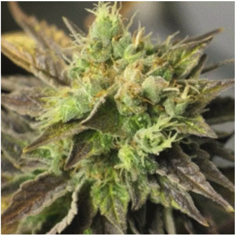 DOUBLE DIESEL RYDER · Sagarmatha Seeds · cannabis seeds · AutoFem