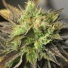 DOUBLE DIESEL RYDER · Sagarmatha Seeds · semi di canapa · AutoFem