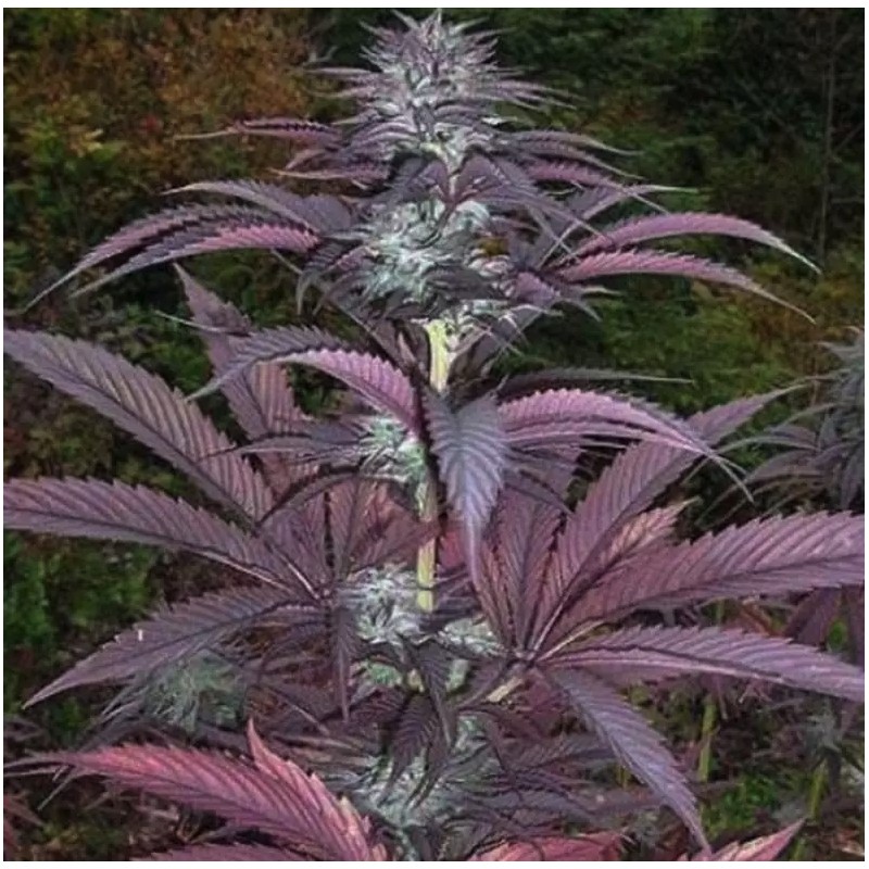 PURPLE PINECONE · Sagarmatha Seeds · cannabis seeds · Fem