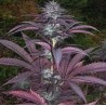 PURPLE PINECONE · Sagarmatha Seeds · cannabis seeds · Fem