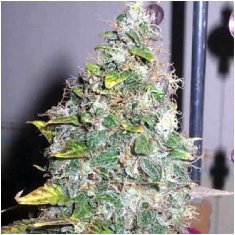 SMURFBERRY · Sagarmatha Seeds · cannabis seeds · AutoFem