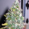 SMURFBERRY · Sagarmatha Seeds · cannabis seeds · AutoFem