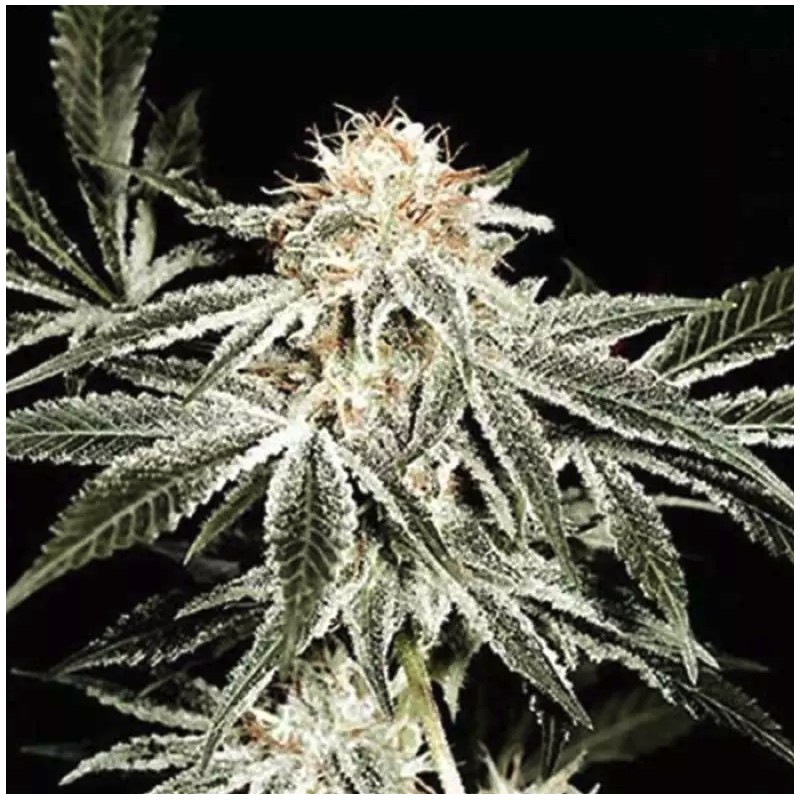 SOLO RYDER · Sagarmatha Seeds · semi di canapa · AutoFem