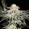 SOLO RYDER · Sagarmatha Seeds · cannabis seeds · AutoFem