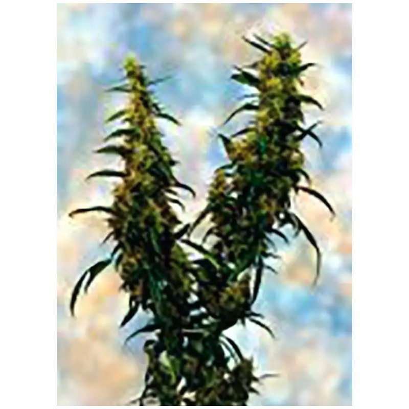 WESTERN WINDS KALI MIST · Sagarmatha Seeds · semi di canapa · Fem