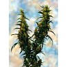 WESTERN WINDS KALI MIST · Sagarmatha Seeds · semi di canapa · Fem