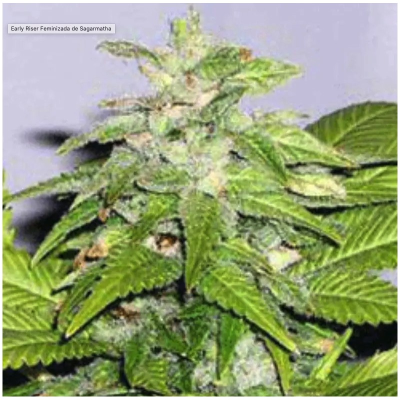 EARLY RISER · Sagarmatha Seeds · semi di canapa · Fem