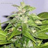 EARLY RISER · Sagarmatha Seeds · semi di canapa · Fem
