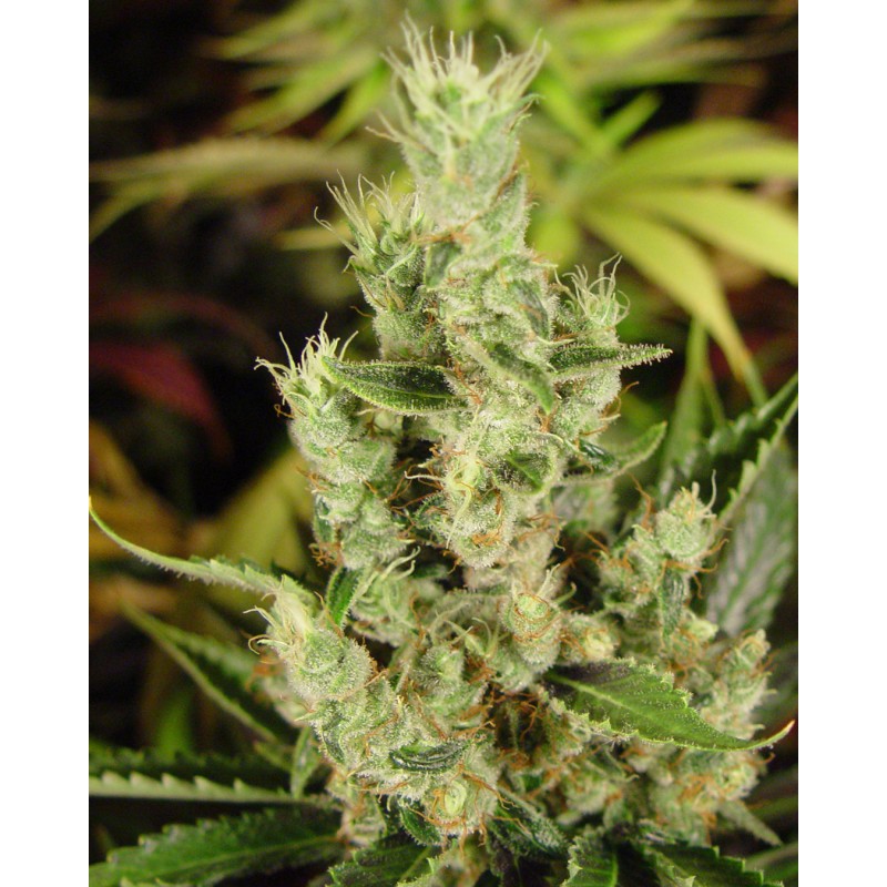 AMNESIA HAZE · Soma Seeds · semi di canapa · Fem