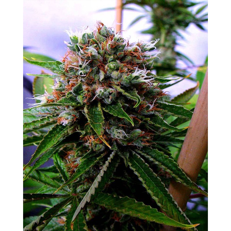 BUDDHA SISTER · Soma Seeds · semi di canapa · Fem