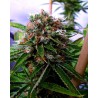 BUDDHA SISTER · Soma Seeds · semi di canapa · Fem