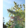 KUSHADELIC · Soma Seeds · sementes de maconha · Fem
