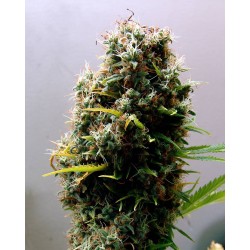 KUSHADELIC · Soma Seeds · semi di canapa · Fem