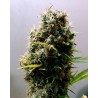 KUSHADELIC · Soma Seeds · cannabis samen · Fem