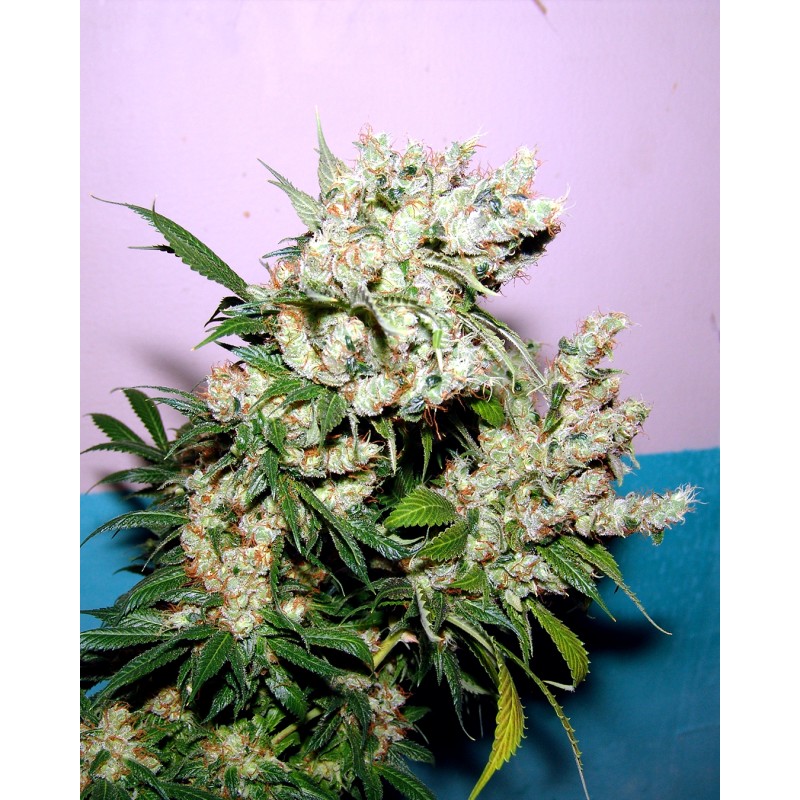 NYC DIESEL · Soma Seeds · semi di canapa · Fem