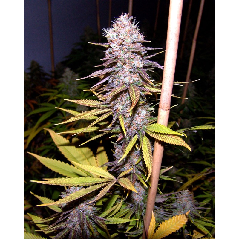 LAVENDER · Soma Seeds · semi di canapa · Fem