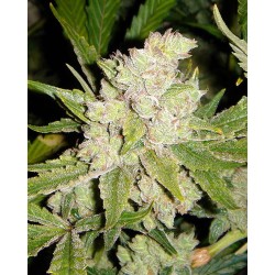 SOGOUDA · Soma Seeds · semi...