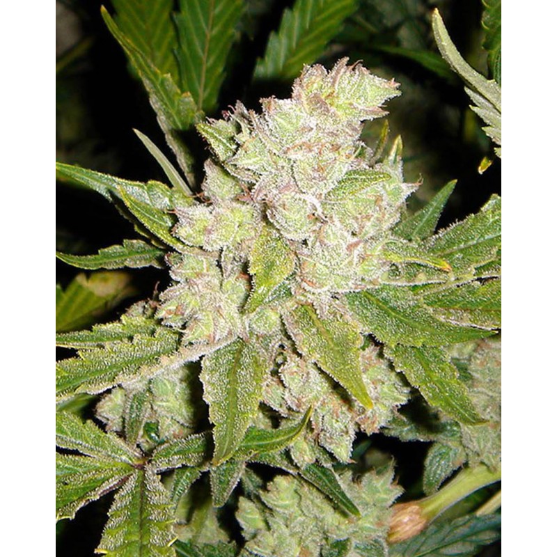 SOGOUDA · Soma Seeds · semi di canapa · Fem