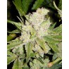 SOGOUDA · Soma Seeds · semi di canapa · Fem