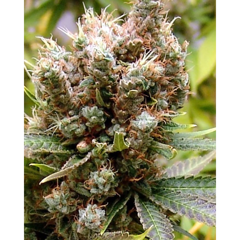 SOMALICIOUS · Soma Seeds · semi di canapa · Fem