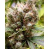 SOMALICIOUS · Soma Seeds · semi di canapa · Fem