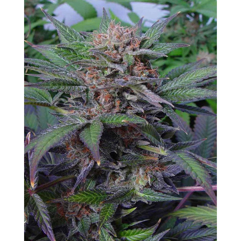 SOMANGO · Soma Seeds · cannabis seeds · Fem