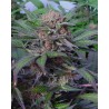 SOMANGO · Soma Seeds · semi di canapa · Fem