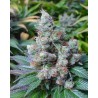 SOMARI · Soma Seeds · cannabis seeds · Fem