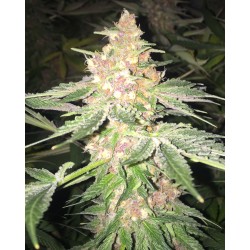5 G · Soma Seeds · semi di...