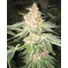 5 G · Soma Seeds · semi di canapa · Fem