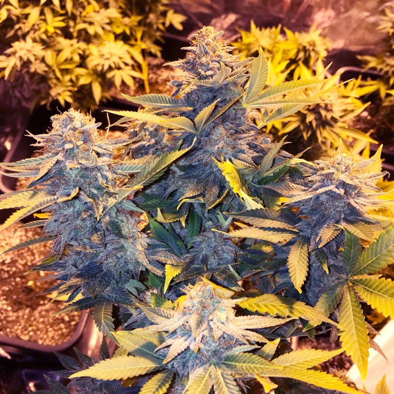 SOMANGO PINEAPPLE · Soma Seeds · semi di canapa · Fem