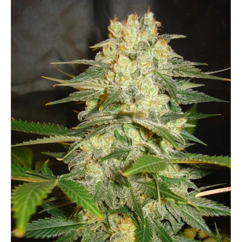 AFGHAN KUSH RYDER · World Of Seeds · semi di canapa · AutoFem