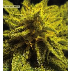 MAZAR KUSH · World Of Seeds · cannabis seeds · Fem
