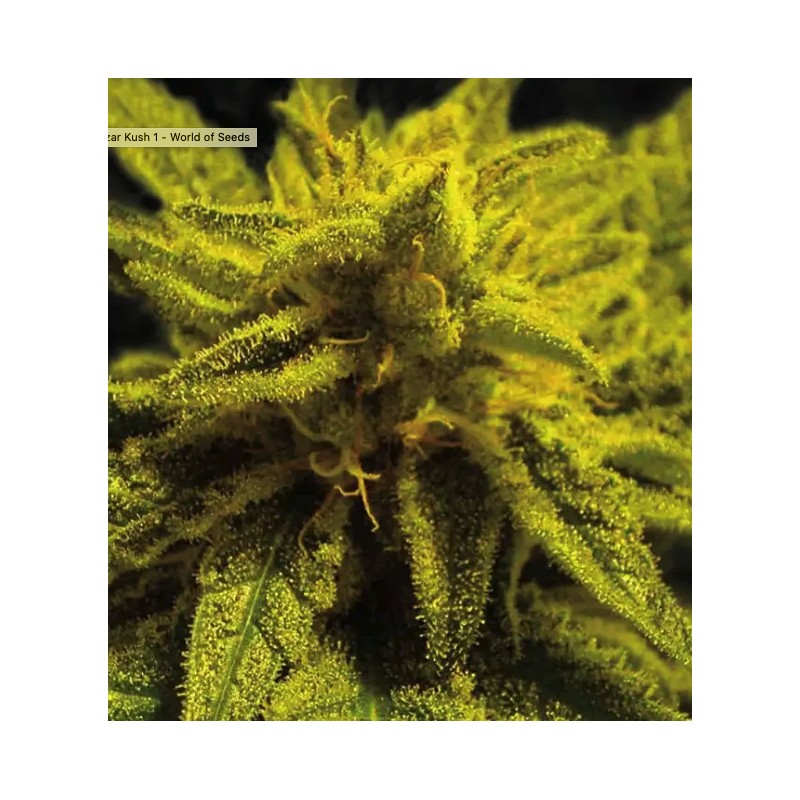 MAZAR KUSH · World Of Seeds · semi di canapa · Fem
