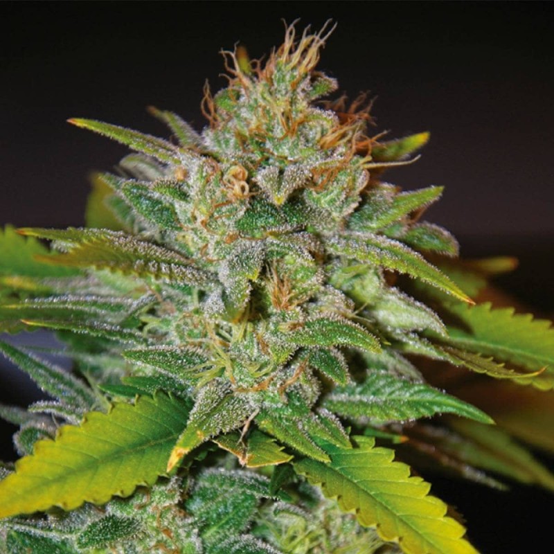 SKUNK 47 · World Of Seeds · cannabis seeds · Fem