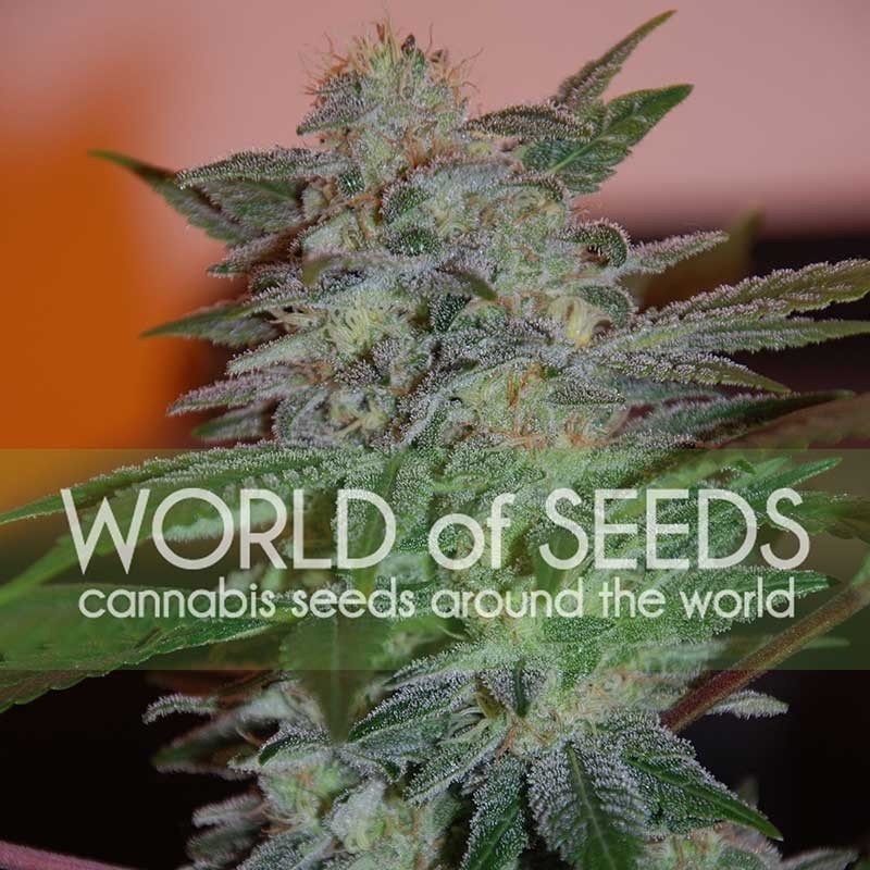 YUMBOLT 47 · World Of Seeds · semi di canapa · Fem