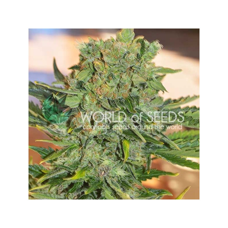 TONIC RYDER AUTO · World Of Seeds · semi di canapa · AutoFem