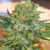 TONIC RYDER AUTO · World Of Seeds · semi di canapa · AutoFem