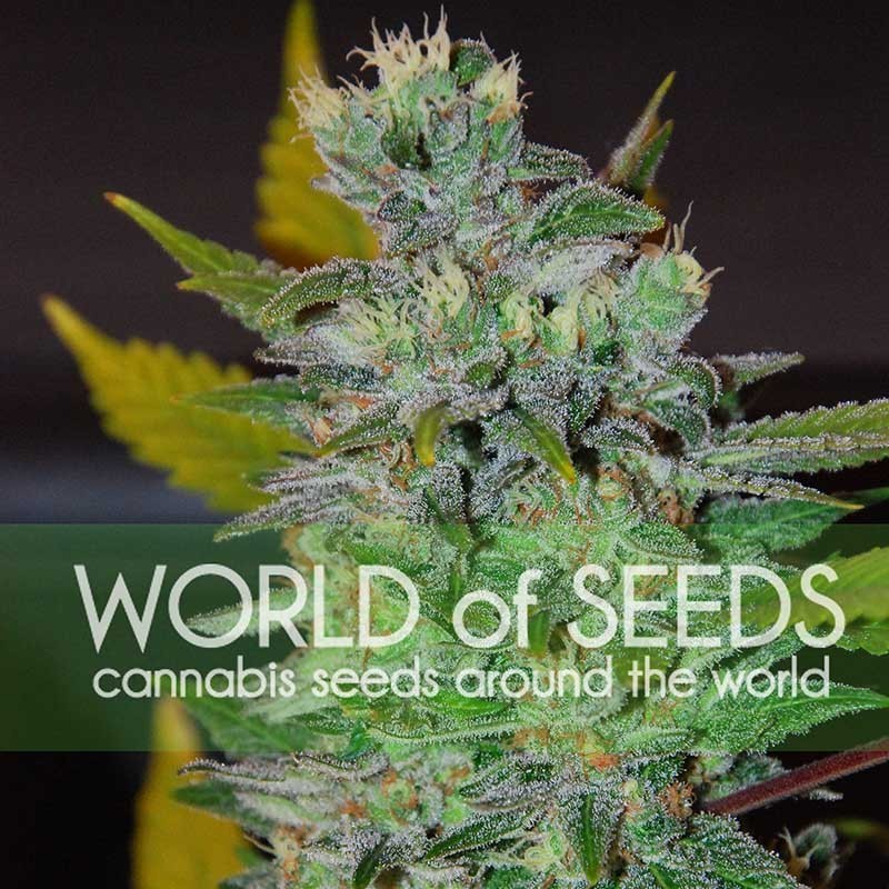 SPACE · World Of Seeds · semi di canapa  · Fem