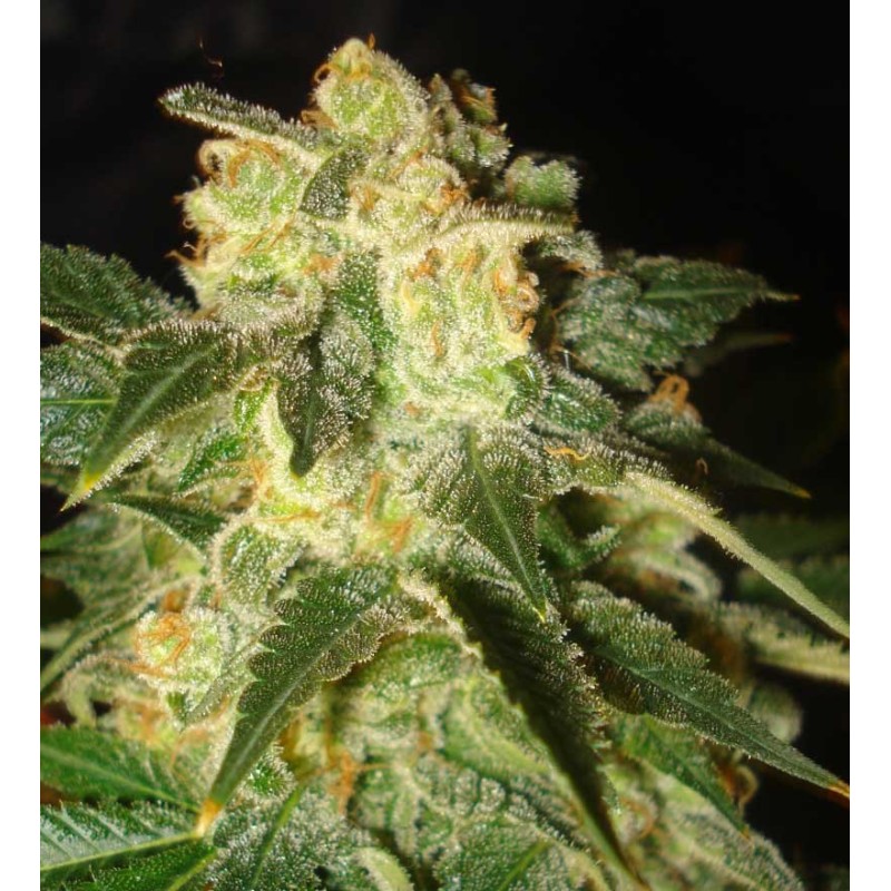 PAKISTAN RYDER · World Of Seeds · semi di canapa · AutoFem