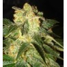PAKISTAN RYDER · World Of Seeds · semi di canapa · AutoFem