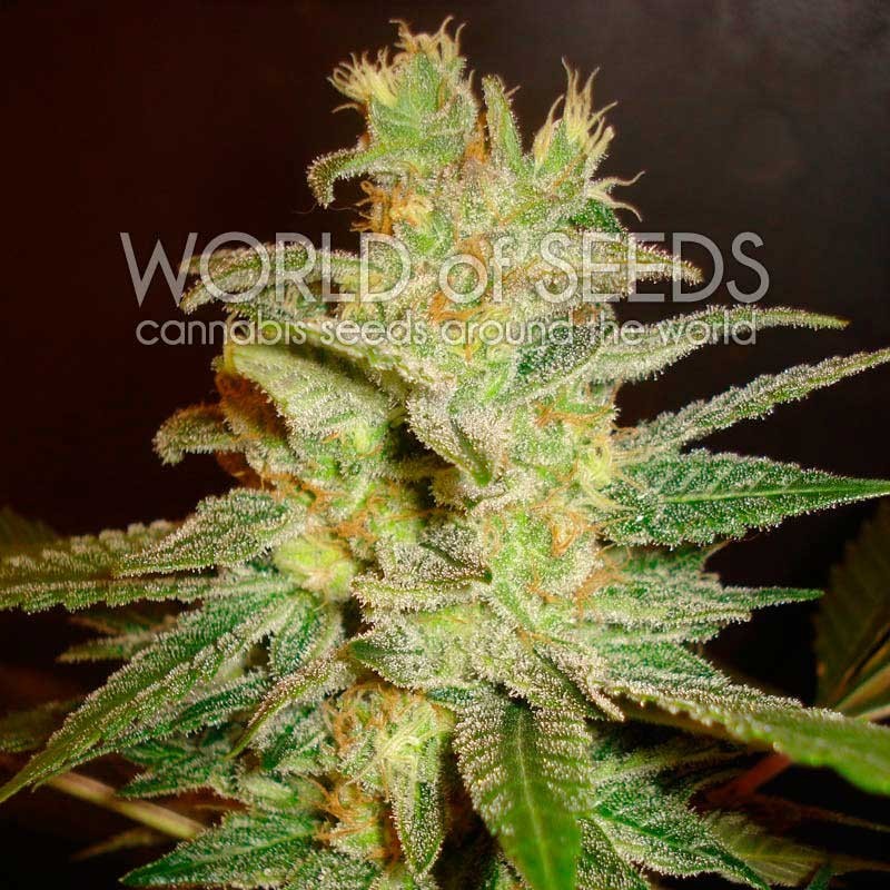 NORTHERN LIGHT X BIG BUD · World Of Seeds · semi di canapa · Fem