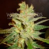 NORTHERN LIGHT X BIG BUD · World Of Seeds · semi di canapa · Fem